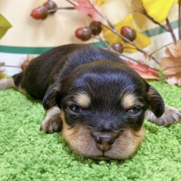 ミックス(ミニチュアダックス×チワワ)【埼玉県・男の子・2023年9月12日・ブラックタン】の写真「２頭兄弟です！」