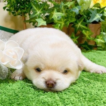 ミックス(ポメラニアン×豆柴)【埼玉県・女の子・2023年7月1日・白】の写真「４頭兄妹です！」