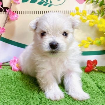 ポメマル(マルチーズ×ポメラニアン)【埼玉県・女の子・2023年12月25日・クリーム】の写真「６頭兄妹です！」