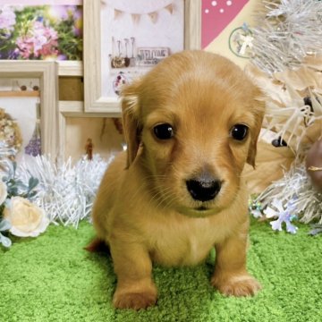 ミニチュアダックスフンド(ロング)【埼玉県・女の子・2023年11月5日・ゴールド】の写真「６頭兄妹です！」