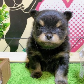 ミックス(ポメラニアン×チワワ)【埼玉県・男の子・2023年2月28日・ブラックタン】の写真「２頭兄弟です！」