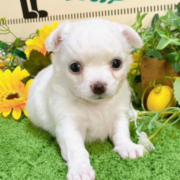チワワ(ロング)【埼玉県・男の子・2024年7月3日・ホワイト】の写真「４頭兄妹です！」