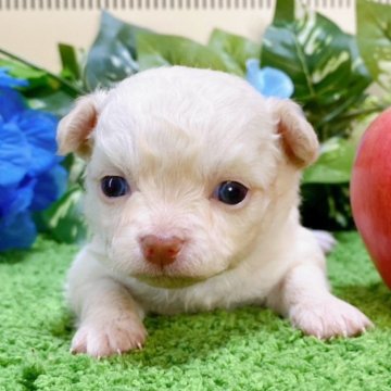 チワワ(ロング)【埼玉県・男の子・2024年4月5日・ホワイト】の写真「５頭兄妹です！」