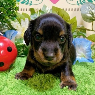 ミニチュアダックスフンド(ロング)【埼玉県・男の子・2023年6月16日・ブラックタン】の写真「６頭兄妹です！」
