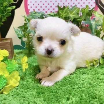 チワワ(ロング)【埼玉県・男の子・2023年3月1日・ホワイト】の写真「３頭兄妹です！」
