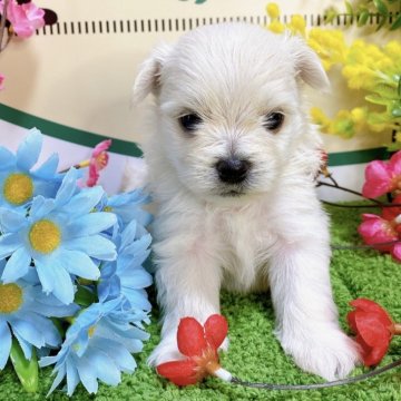 ポメマル(マルチーズ×ポメラニアン)【埼玉県・男の子・2023年12月25日・クリーム】の写真「６頭兄妹です！！！」