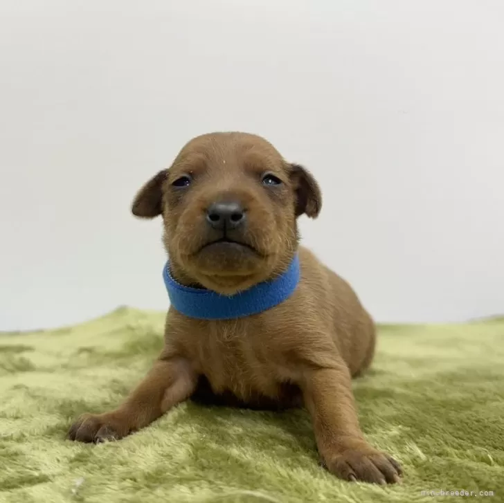 ミニチュアピンシャー【山梨県・女の子・2025年11月23日・レッド】の写真1