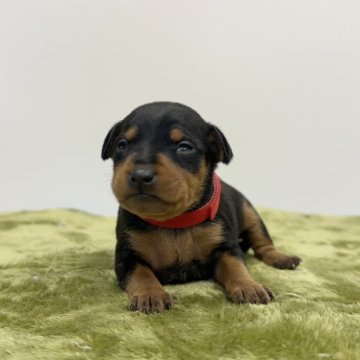 ミニチュアピンシャー【山梨県・女の子・2025年11月23日・ブラック・タン】の写真「お目目がひらきました！」