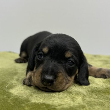 カニンヘンダックスフンド(スムース)【山梨県・男の子・2025年11月16日・ブラックタン】の写真「お目目が開きました！離乳食開始してます」