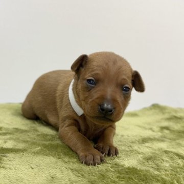 ミニチュアピンシャー【山梨県・女の子・2025年11月23日・レッド】の写真「お目目がひらきました！」