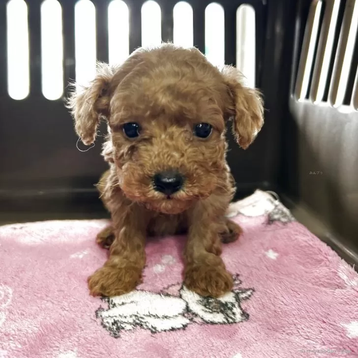 ID:2503-07624の子犬