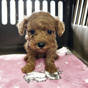 トイプードル(トイ)【広島県・男の子・2025年2月19日・オレンジフォーン】の写真「クリームとレッドの仔犬」