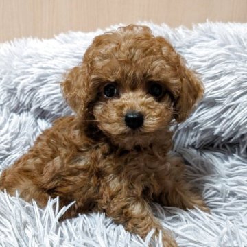 トイプードル(ティーカップ)【広島県・男の子・2025年9月11日・レッド系】の写真「可愛い目の男の子」