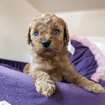 ティーカッププードル【広島県・男の子・2025年9月19日・レッド】の写真「1ヶ月での体重528グラム」