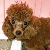 タイニープードル