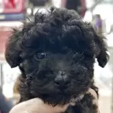 タイニープードル