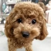 タイニープードル