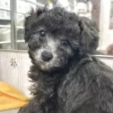 タイニープードル