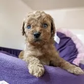 ティーカッププードル