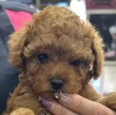 ティーカッププードル