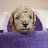 ティーカッププードル【広島県・女の子・2025年9月19日・レッド】の写真2