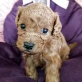 トイプードル(トイ)【広島県・男の子・2025年9月11日・レッド系】の写真3