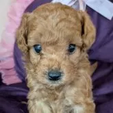 トイプードル(トイ)【広島県・男の子・2025年9月11日・レッド系】の写真4