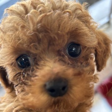 トイプードル(タイニー)【広島県・男の子・2024年7月30日・レッド】の写真「小ぶりの男の子おとなしめ」