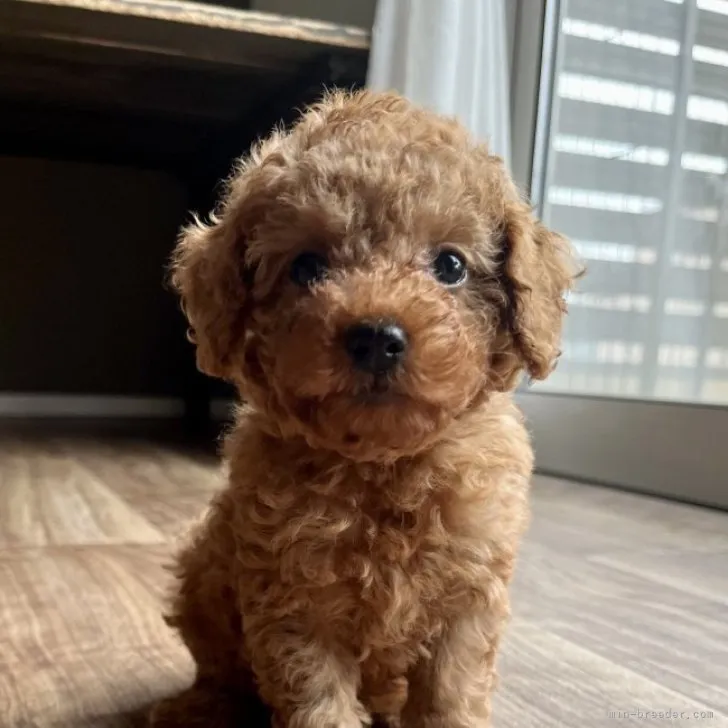 ID：2305-01533の子犬