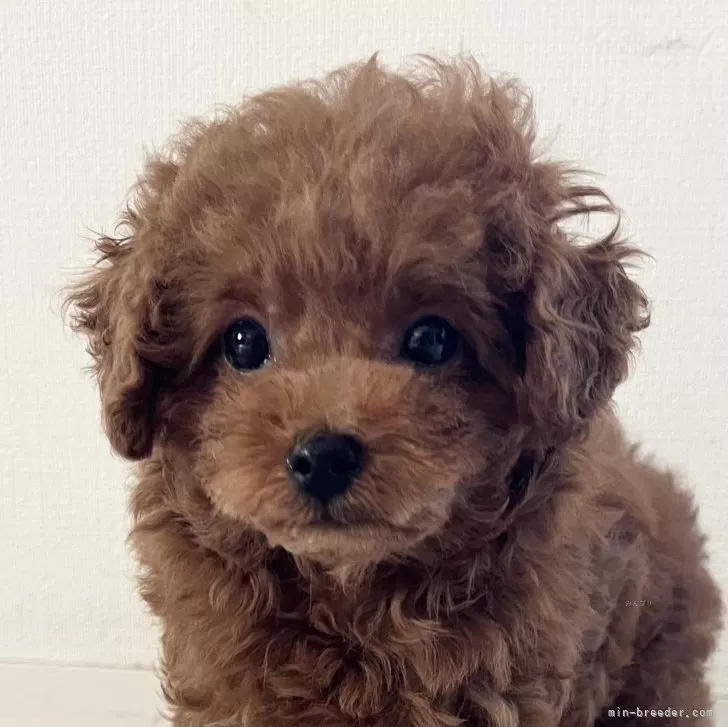 ID：2403-07040の子犬