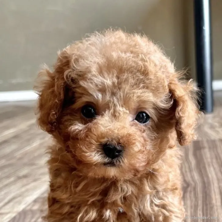 ID:2305-03109の子犬