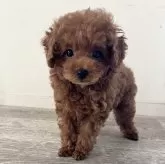 トイプードル(トイ)【埼玉県・男の子・2024年2月16日・レッド】の写真3