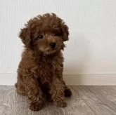 トイプードル(トイ)【埼玉県・男の子・2024年2月16日・レッド】の写真4「右側の子です♡」