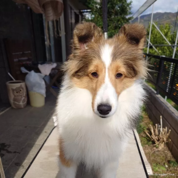 ID:2407-02146の子犬