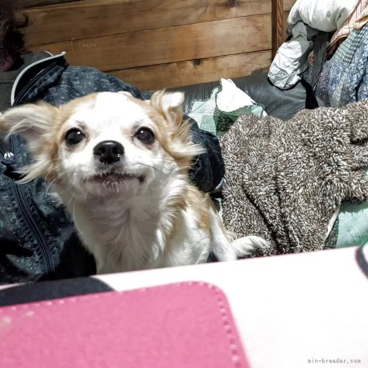 チワワ(ロング)【長野県・男の子・2025年5月22日・レッド&amp;ホワイト】の写真1