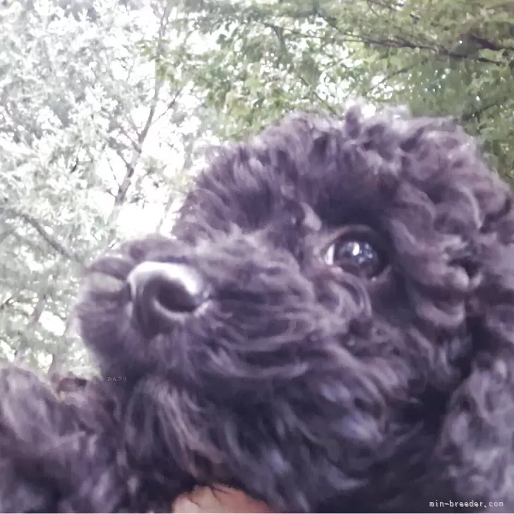 R.S 様のお迎えした子犬
