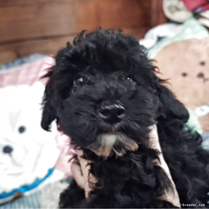 ID：2507-06721の子犬