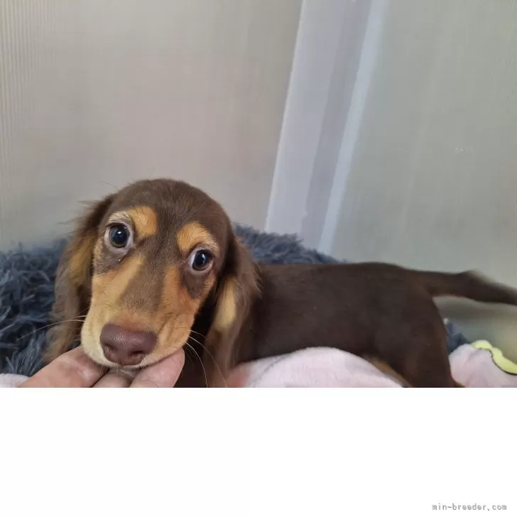 Y.H 様のお迎えした子犬