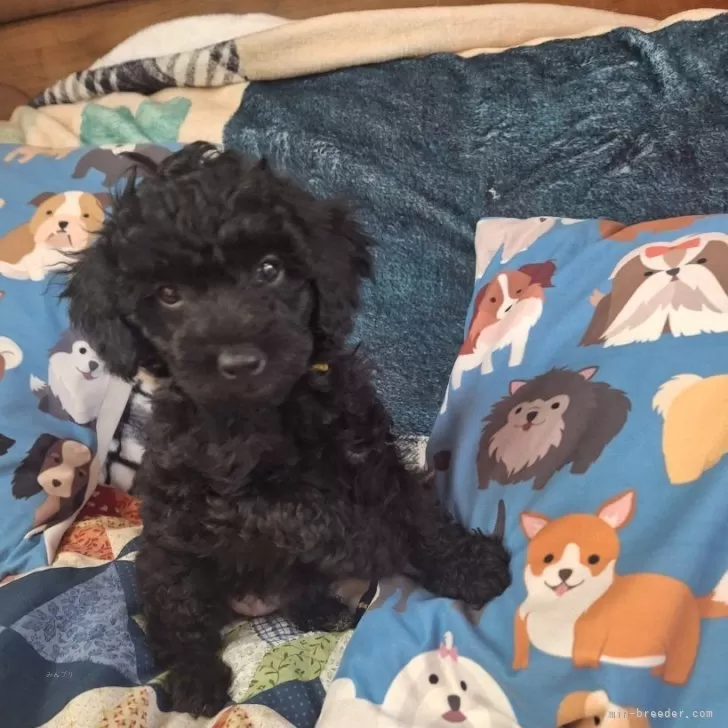ID:2504-05982の子犬