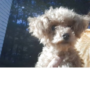 トイプードル(ティーカップ)【長野県・男の子・2025年4月30日・アプリコット】の写真「小粒君とてもお利口さんです」