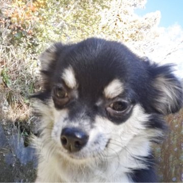 チワワ(ロング)【長野県・男の子・2025年5月6日・ブラックタンホワイト】の写真「一人ぼっち穏やかで飼いやすい子です」