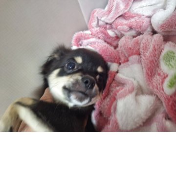 チワワ(ロング)【長野県・女の子・2025年7月1日・ブラックタン】の写真「オチャラケ担当愉快な子です」