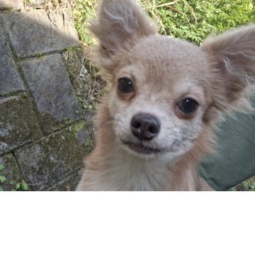 チワワ(ロング)【長野県・男の子・2025年3月18日・ブルーフォーン】の写真「狂犬病ワクチン迄済み全て込み価格です」