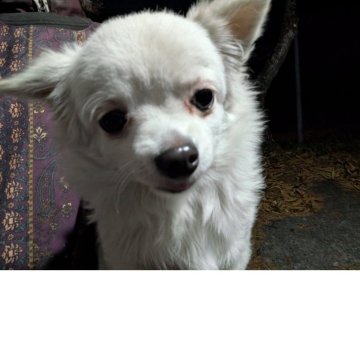 チワワ(ロング)【長野県・女の子・2025年5月22日・クリーム】の写真「一番小粒ちゃん優しい子です」