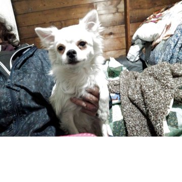 チワワ(ロング)【長野県・男の子・2025年5月22日・クリーム】の写真「綺麗なクリームで兄弟の中で一番元気です」