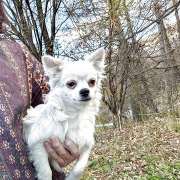 チワワ(ロング)【長野県・男の子・2025年5月22日・クリーム】の写真「綺麗なクリームで兄弟の中で一番元気です」