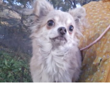 チワワ(ロング)【長野県・男の子・2025年3月18日・ブルーフォーン】の写真「姉妹と仲良し追いかけっこしています」