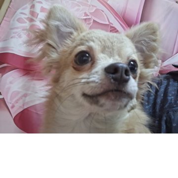 チワワ(ロング)【長野県・男の子・2025年3月18日・ブルーフォーン】の写真「狂犬病ワクチン迄済み全て込み価格です」