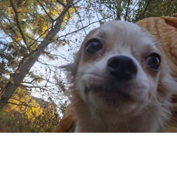 チワワ(ロング)【長野県・男の子・2025年5月22日・レッド&ホワイト】の写真「元気ですが一番優しく穏やかな子です」