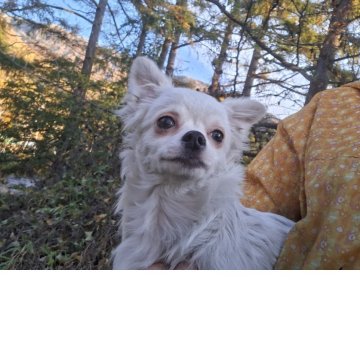 チワワ(ロング)【長野県・男の子・2025年5月22日・クリーム】の写真「綺麗なクリームで兄弟の中で一番元気です」